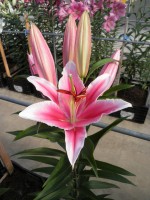 [1852 Paradro No01.JPG]